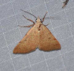 Hemeroplanis rectalis