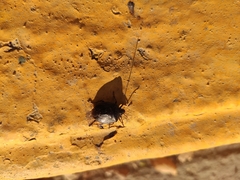 Antiteuchus mixtus