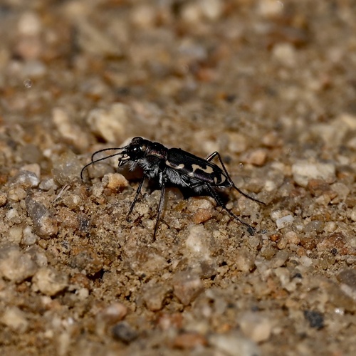 Senile Tiger Beetle seen in Sonoma Valley