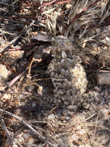 Blainville's Horned Lizard