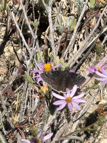 Afranius Duskywing