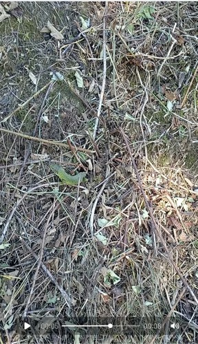 Green Lizard