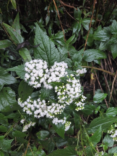 white snakeroot