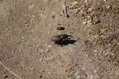 Sphenophorus australis