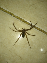 Loxosceles colima