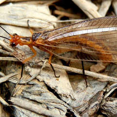 Stenolysmus extraneus