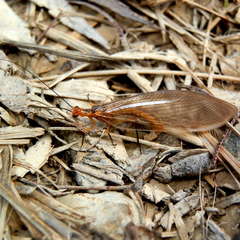 Stenolysmus extraneus