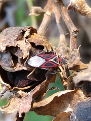 Anochrostomus formosus