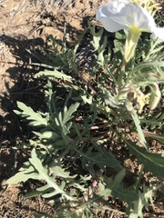 Oenothera coronopifolia