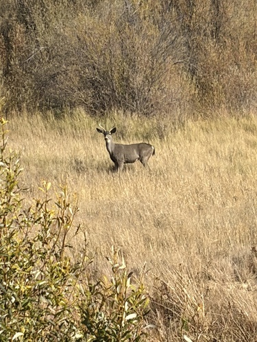 Mule Deer