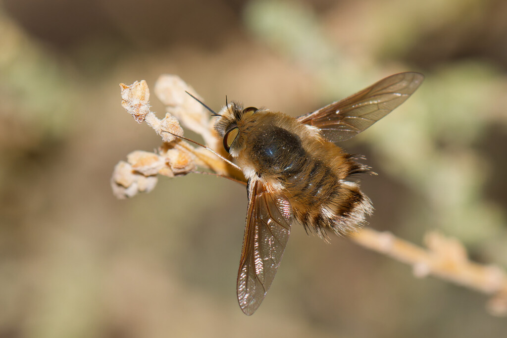 Anastoechus nitidulus