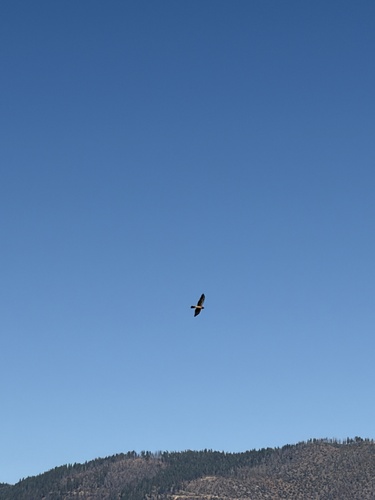 Northern Harrier