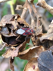 Anochrostomus formosus