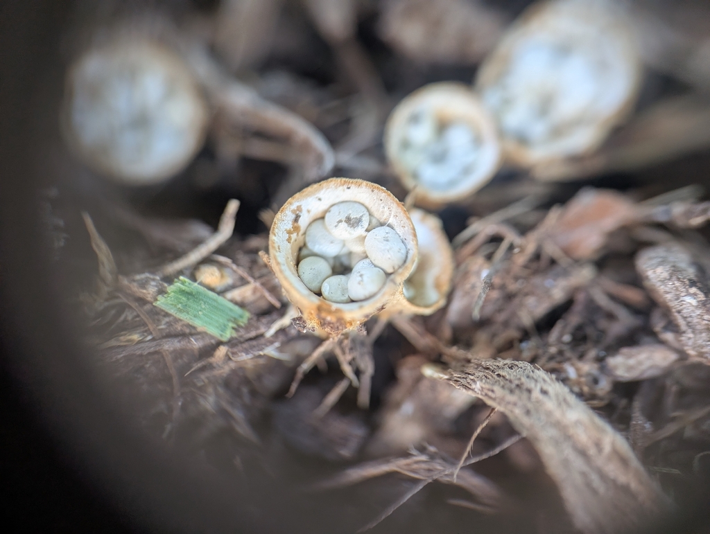 common bird's nest fungus · September 2026 · photo: Photo: no rights reserved · iNaturalist