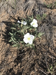 Oenothera coronopifolia