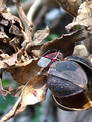 Anochrostomus formosus