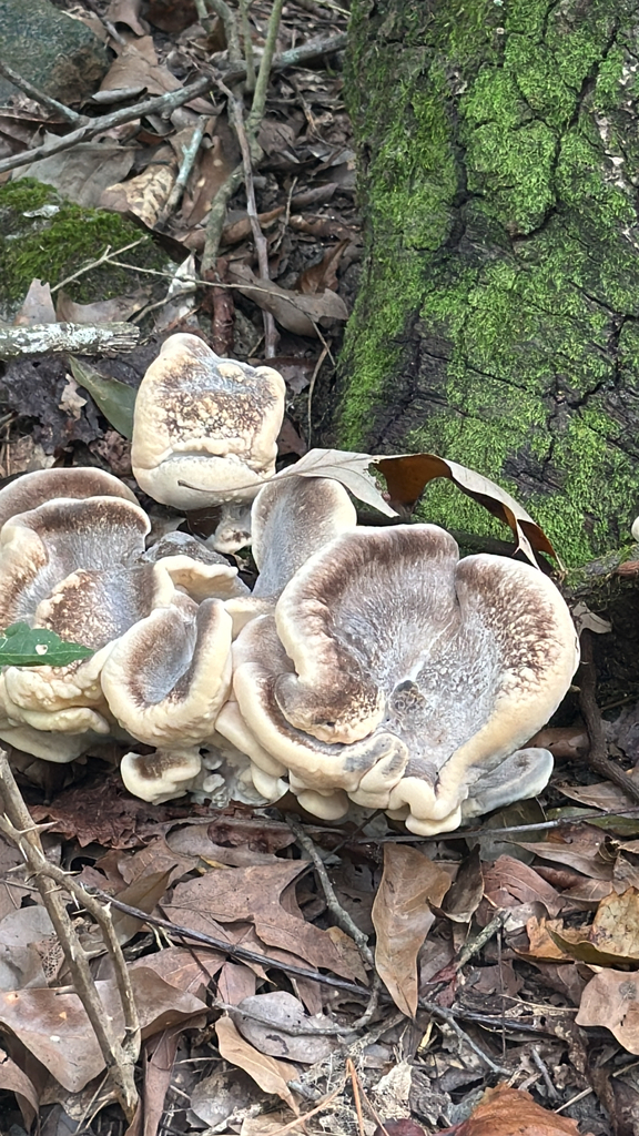 Black-staining Polypore