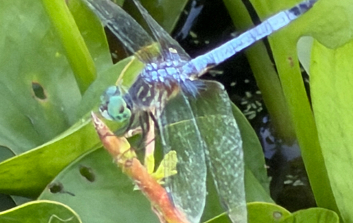 Blue Dasher