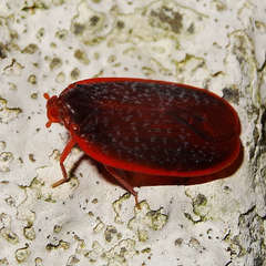 Achilus flammeus
