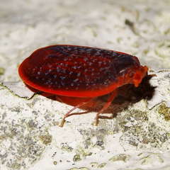 Achilus flammeus