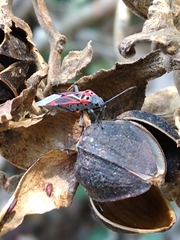 Anochrostomus formosus