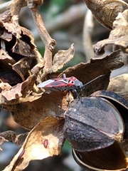 Anochrostomus formosus