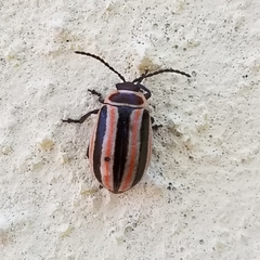 Kuschelina miniata