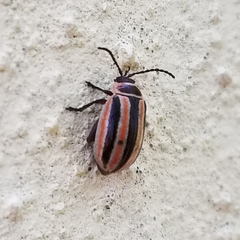 Kuschelina miniata