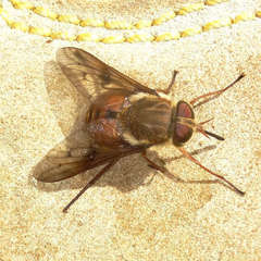 Scaptia maculiventris