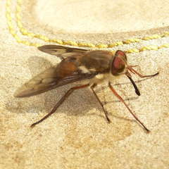 Scaptia maculiventris