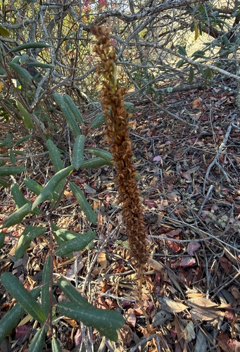 Platanthera elegans observed 2026-09-30