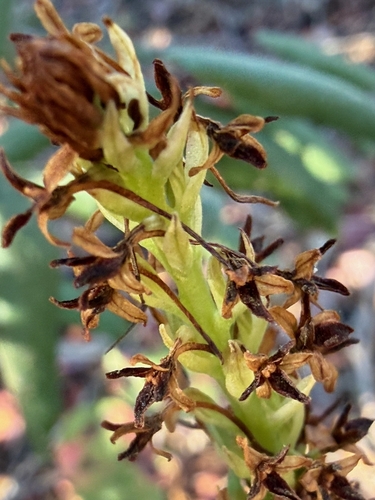 Platanthera elegans observed 2026-09-30