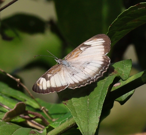 Mestra hersilia