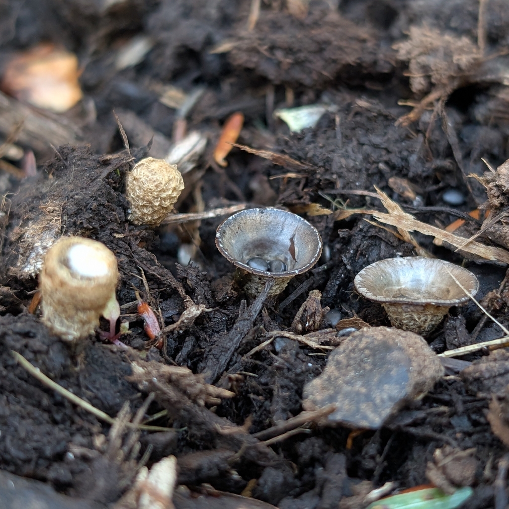 dung-loving bird's nest fungus · September 2026 · photo: Photo: no rights reserved · iNaturalist