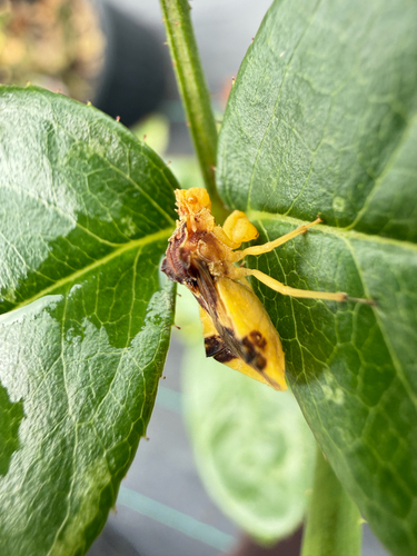 Jagged Ambush Bug