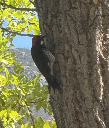 Acorn Woodpecker