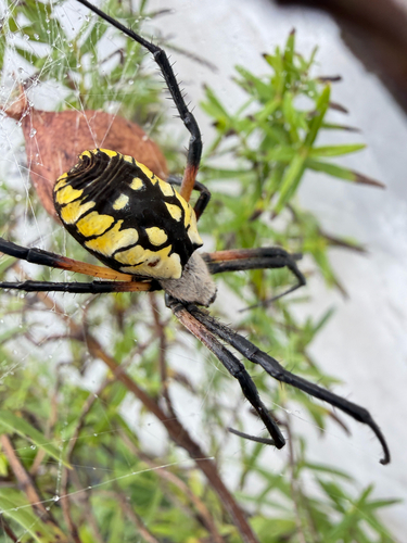 Yellow Garden Spider