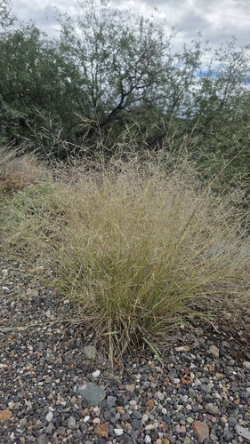 Aristida ternipes, 2026-09-30