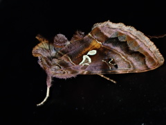 Autographa pulchrina