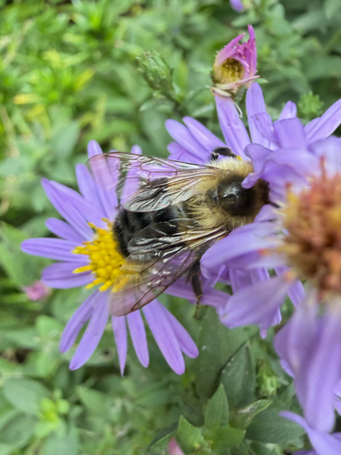 Common Eastern Bumble Bee