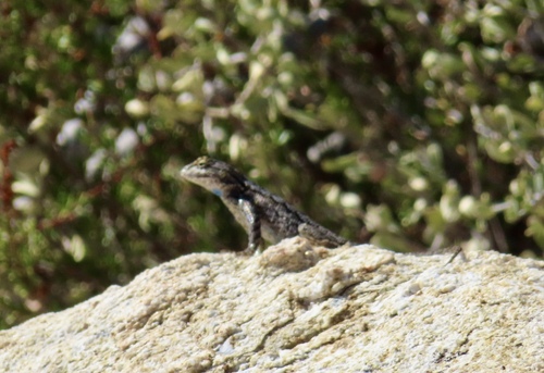 Western Fence Lizard