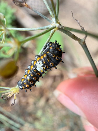 Eastern Black Swallowtail