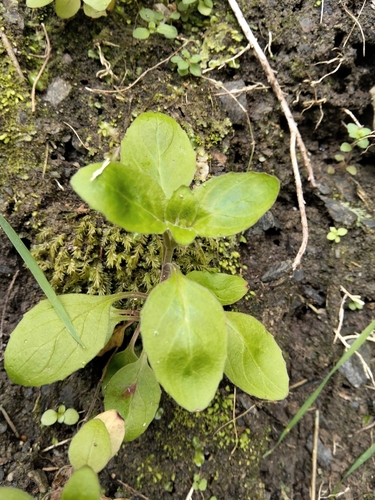 Epilobium pubens observed 2026-09-30