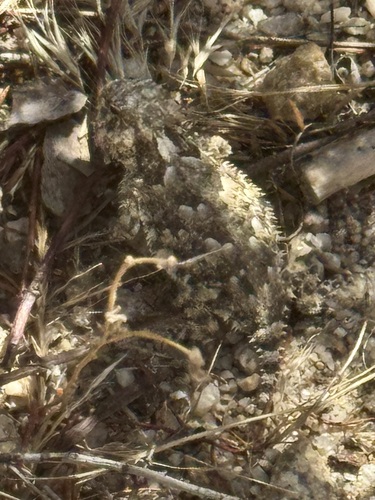 Blainville's Horned Lizard