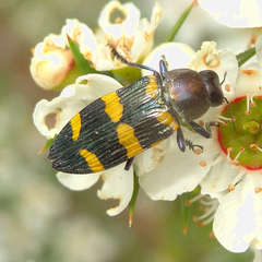 Castiarina rectifasciata