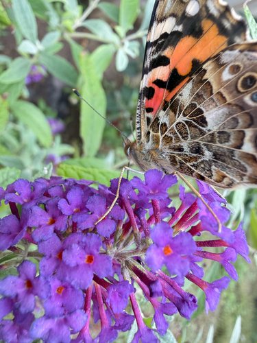Painted Lady