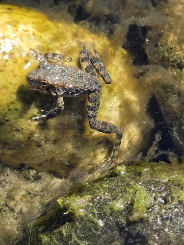 Foothill Yellow-legged Frog