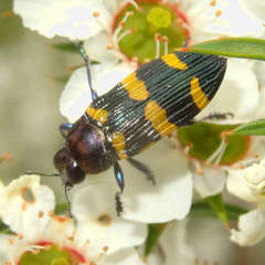 Castiarina rectifasciata