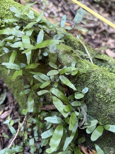 Arthropteris tenella observed 2026-10-01