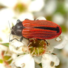 Castiarina erythroptera